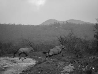 Wildehondekloof Game Lodge - Matjiesrivier - 6