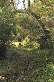Thornybush, Bridge Cottage - 7