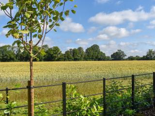 Uk47692 - Wiggles Cottage - Wimbish - 5