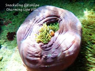 Charming Lipe Beach Resort - 1