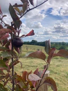 Le gîte du Domaine de la Fresnée - 1
