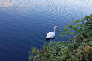 Idyllic flat over River Lea - Londra - 8