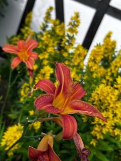 Forest Guest House - 3