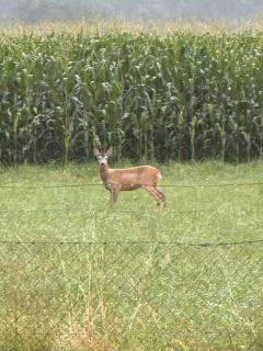 Guesthouse Živko - 9