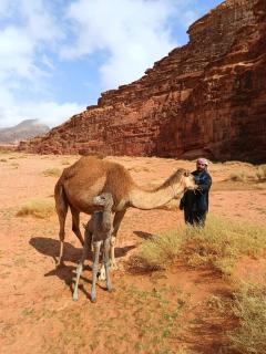 Wadi rum view camp - Wadi Rum - 5