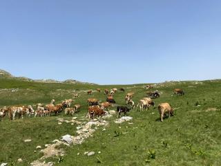 Camp Mrdak Lipovo - Kolašin - 1