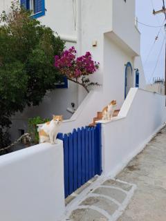 Naxian Sofias garden - Naxos Chora - 4