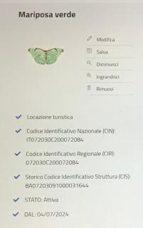 Mariposa verde - 5