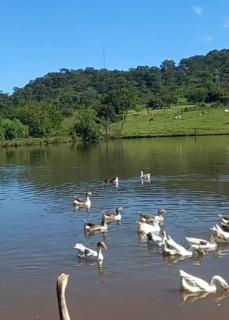 Pousada Terra do Sossego com Passeio Grátis- Aluga Suítes e Ganha Passeio - Pirenópolis - 6