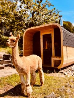 Alpaka-Ferienhaus Oenzlen - 9