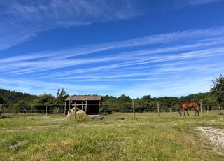 Wildust ranch - 7