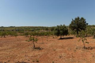 Terre di Caanthea - Castellana Grotte - 3