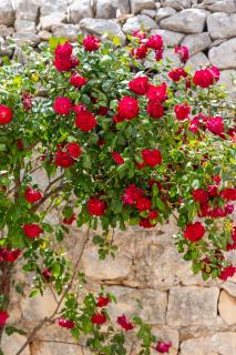 Case Mediterranee - 2