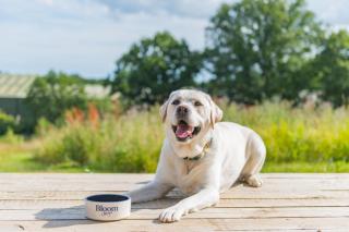 Ernest by Bloom Stays - 6