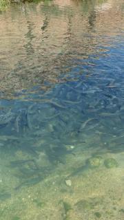 FOREL FISH GUEST HOUSe - - 3