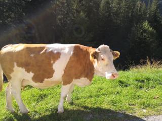 Berghaus Glockner, Niedermeyer - 8