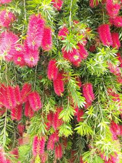The Bottlebrush - Tumut - 3