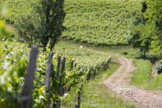 Cabernet - Benesse-lès-Dax - 8