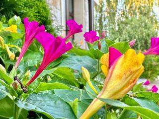 Menada Imperial Heights Villas - 6