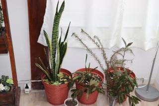 ALCA Apartamento exclusivo a 80 mts de Playa Pocitos - Montevideo - 6