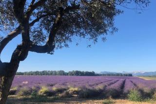 04B3 Beautiful T3 in the heart of lavender - pool - Brunet - 3