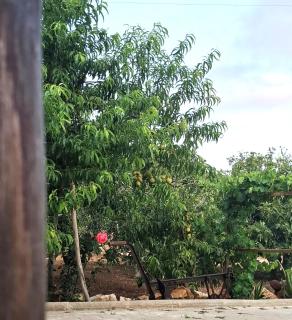Quinta Ribeirinha - Lagos - Lagos - 1