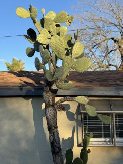 3BR retreat with pool in central Tucson, near UA - 5