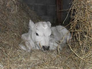 La roulotte a la ferme - Palogneux - 2