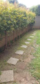 Magnolia House - Catania - 1