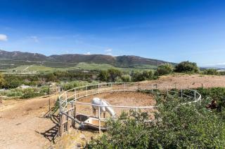 Paloma - Tarifa - 3