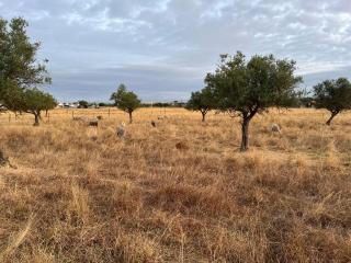 Casas SaoMiguel31 - Évora - 5