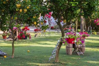 Giardino di Nonno Lucio - Surrounded by Lemon Tree - Piano di Sorrento - 8