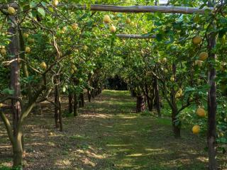 Giardino di Nonno Lucio - Surrounded by Lemon Tree - Piano di Sorrento - 6