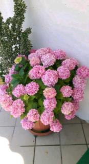 Le Ortensie - Pescara - 4