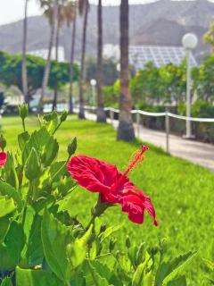 Apartamentos Portonovo - Porto Rico - 9