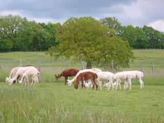 Alpagas du Quercy - Frayssinet - 7