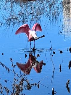 Front and Center in Bonita Bay - Bonita Springs - 1