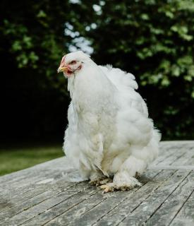 Pippin Cottage at Cann Orchard - 9