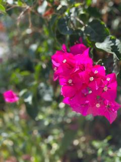 Luxury Historic Island Home with Private Garden - Poros - 5