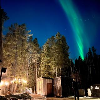 Black Spruce - Yellow Door - 2