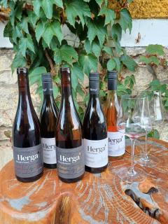 Herga Wine Estate - Nest above wine cellar - rooms - Ivanjkovci - 1