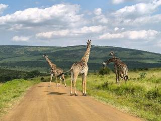 masai mara game park, amboseli national park,samburu national park - Elmenteita - 2