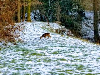Bluebell Cottage - 1