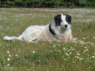 Ferienwohnung mit Hundebetreuung - Garstedt - 8