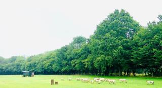 The Little Green Shepherds Hut - Charlwood - 7