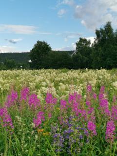 Rovaniemi - quality detached house with sauna nearby services - Rovaniemi - 9