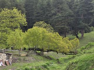 Sarag - lakhushdi - Mestia - 5