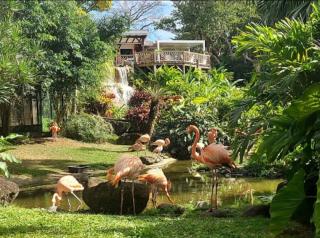 La Perle d'Alice - 1