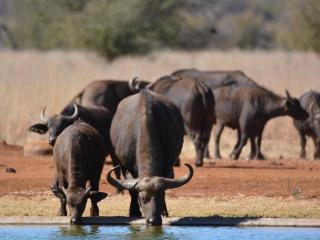 Stroomrivier Lodge - Boshoek - 2