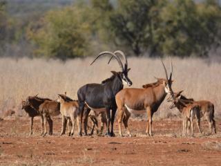 Stroomrivier Lodge - Boshoek - 3